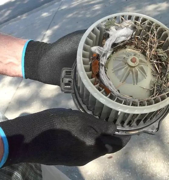 About Air Duct Mice Removal in Winter Park, FL